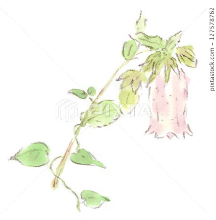 春季至雨季植物、風鈴草和日本月桂藤的水彩插圖 127578762