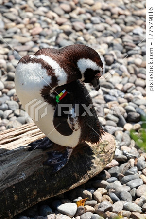 Twisting penguin Twisting penguin 127579016