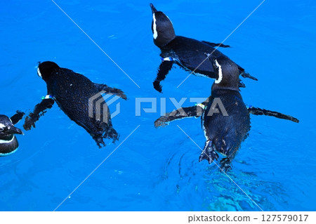 Swimming penguin Swimming penguin 127579017