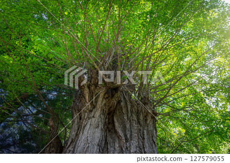 Big ginkgo tree 127579055