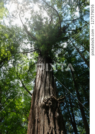A forest of towering giant trees 127579056