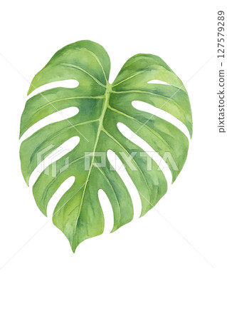Watercolor illustration of Monstera leaves (tropical, green, cut-out material) Watercolor illustration of Monstera leaves (tropical, green, cut-out material) 127579289