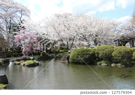 Takashima Park, a famous cherry blossom spot on the shores of Lake Suwa 127579304