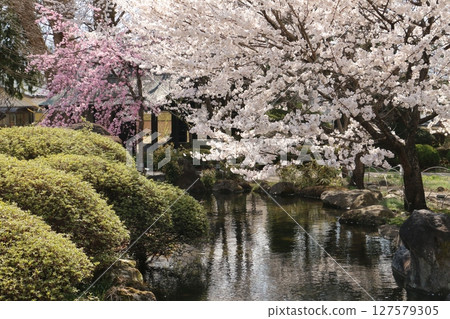 Takashima Park, a famous cherry blossom spot on the shores of Lake Suwa 127579305