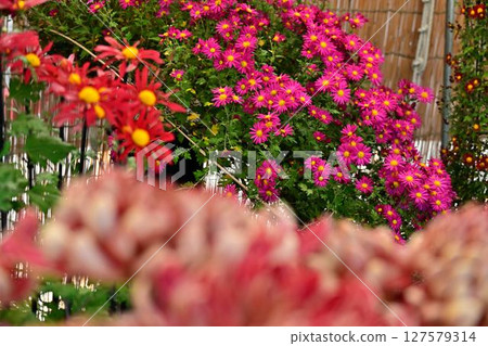 Chrysanthemum Exhibition in Sasayama 127579314