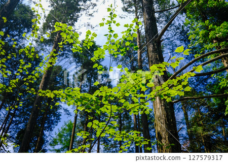 Sky looked up from the forest Sky looked up from the forest 127579317