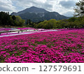 A view of the moss pinks in full bloom and the mountains 127579691