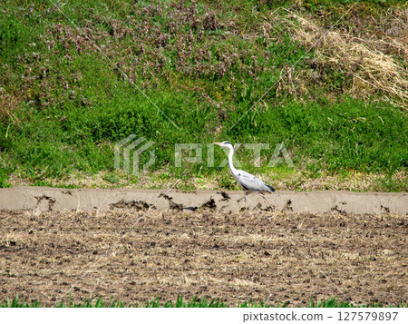 Gray heron looking for food in the rice field 127579897