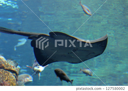 一隻黃貂魚在水族箱裡悠閒地遊動 127580002