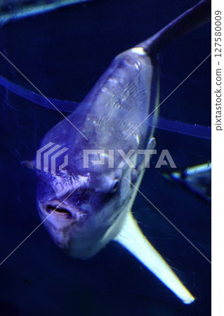 緩慢遊動的翻車魚正面圖 127580009