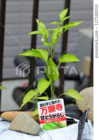 自家花園種植的萬願寺辣椒 127580010