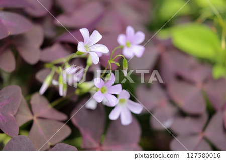 漂亮的花 127580016