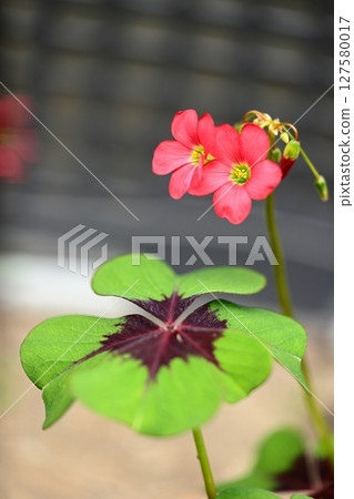 紅花	 127580017