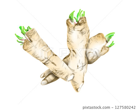 辣根手繪插圖 辣根手繪插圖 127580242