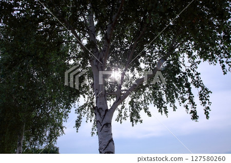 Light of the sun  127580260