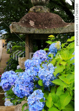 風景與繡球花 127580380