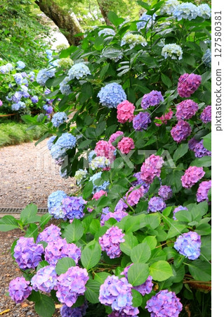 盛開的繡球花 127580381