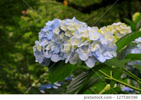 藍色繡球花 127580396