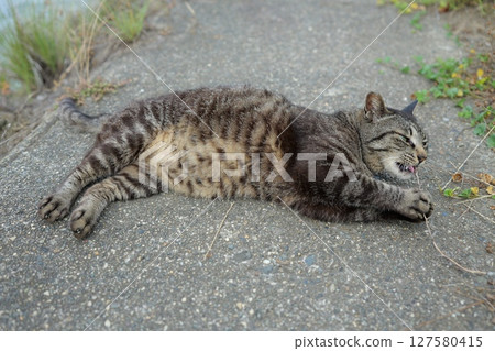 Tabby cat playing on embankment Tabby cat playing on embankment 127580415