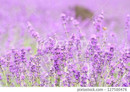 Lavender flowers Lavender flowers 127580476