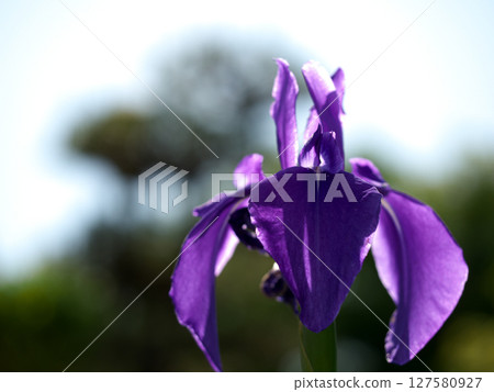 紫花 127580927