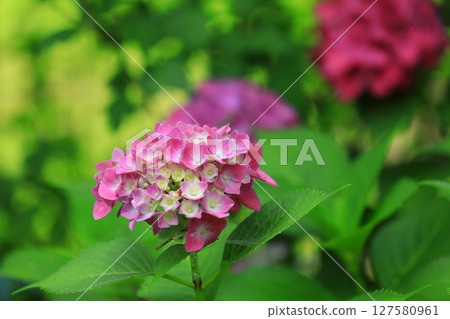 Colorful hydrangea Colorful hydrangea 127580961