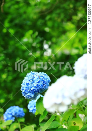 Colorful hydrangea 127580967