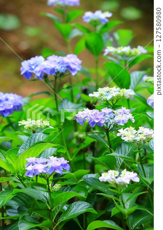 Colorful hydrangea 127580980