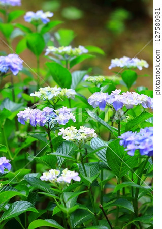 Colorful hydrangea Colorful hydrangea 127580981