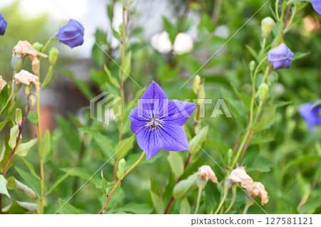 桔梗氣球花 桔梗氣球花 127581121