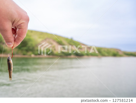 Selective focus on live bait minnow on a hook with water in the background Selective focus on live bait minnow on a hook with water in the background 127581214