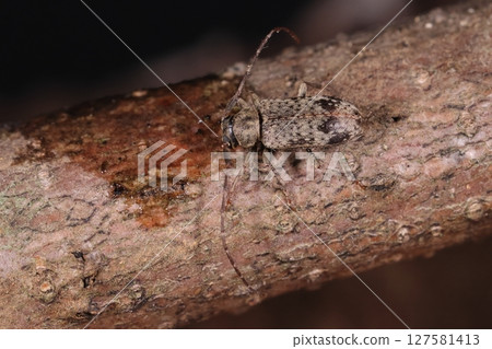 Living creatures, insects, spider-shaped long-horned beetles, small long-horned beetles about 5 mm long. In a June woodland 127581413