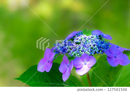 Beautiful forehead hydrangea Beautiful forehead hydrangea 127581508