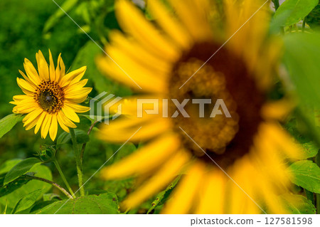 Midsummer Day ~Soleil~ Midsummer Day ~Soleil~ 127581598