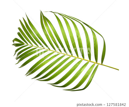 Green palm leaves isolated on white background 127581842