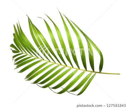Green palm leaves isolated on white background 127581843
