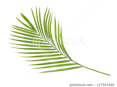 Green palm leaves isolated on white background 127581846