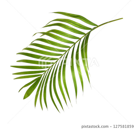 Green palm leaves isolated on white background 127581859