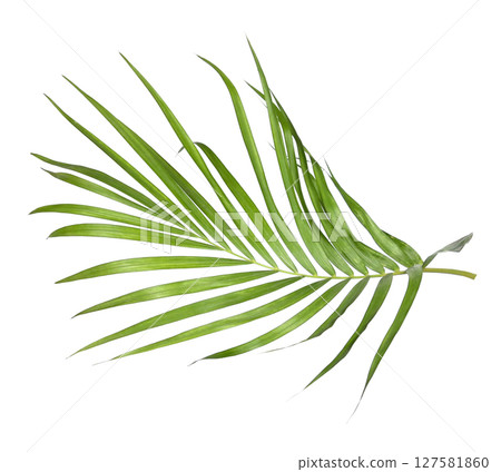 Green palm leaves isolated on white background 127581860