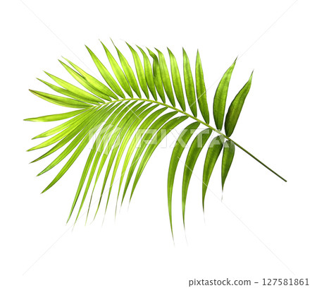 Green palm leaves isolated on white background Green palm leaves isolated on white background 127581861