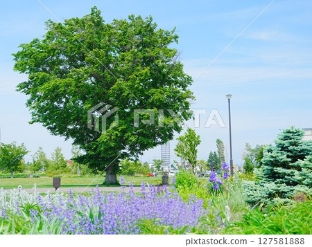 Hokkaido scenery Road and river station Flower Road Eniwa 127581888