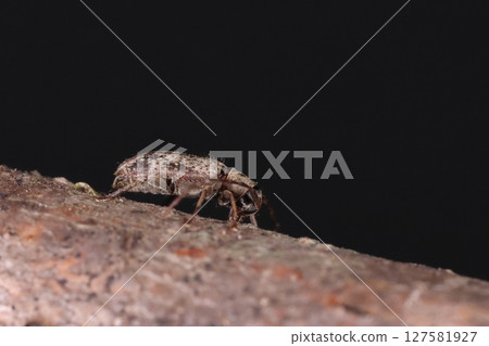 Living creatures, insects, spider-like longhorn beetles, densely covered with fine white hairs and sparsely growing black bristles. The abdomen is also covered with hair. 127581927