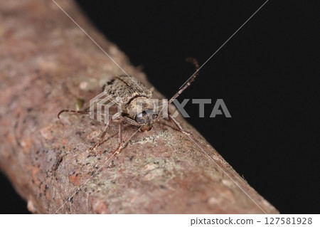 生物:昆蟲:形似蜘蛛的天牛在六月至八月出現。它們可以在枯枝、枯藤和砍伐的樹枝上找到。 生物:昆蟲:形似蜘蛛的天牛在六月至八月出現。它們可以在枯枝、枯藤和砍伐的樹枝上找到。 127581928