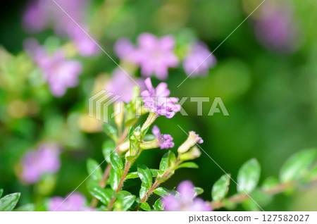 Cuphea hyssopifolia Humb, Cuphea hyssopifolia Kunth or Elfin Herb or False Heather or LYTHRACEAE Cuphea hyssopifolia Humb, Cuphea hyssopifolia Kunth or Elfin Herb or False Heather or LYTHRACEAE 127582027