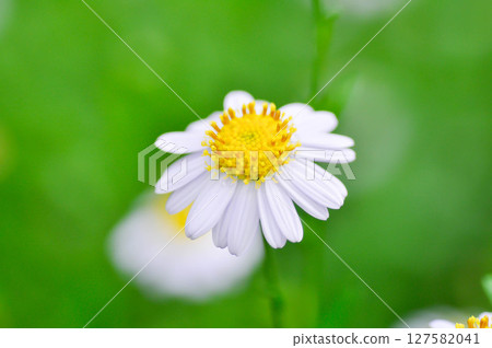 Daisy ,white daisy or English daisy or Thymophylia Tenuiloba or Dahlberg Daisy or Gold Carpet or Gloden Fleece 127582041