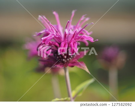 Torring flower 127582092