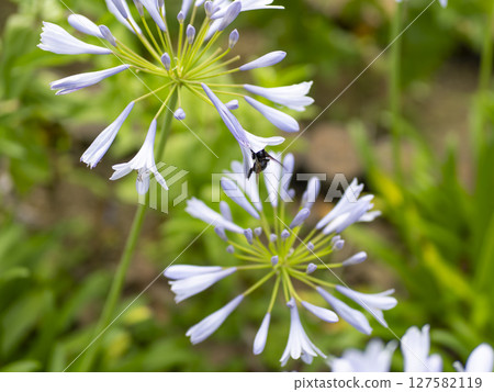 百子蓮花和木蜂 百子蓮花和木蜂 127582119