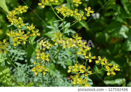 黃色芸香花 黃色芸香花 127582486