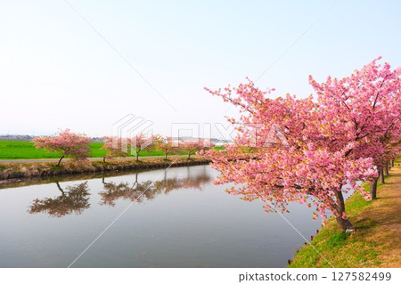 Kawazu Cherry Blossom Road in Kasamatsu Town Kawazu Cherry Blossom Road in Kasamatsu Town 127582499