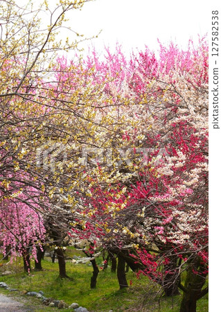 Inabe City Bairin Park 127582538